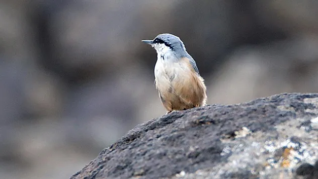 Ağrı Dağı'nda yaşayan kaya sıvacı kuşu kayalıklarda görüntülendi