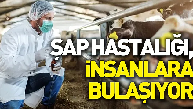Şap hastalığı, solunum ve temas yoluyla insanlara bulaşıyor