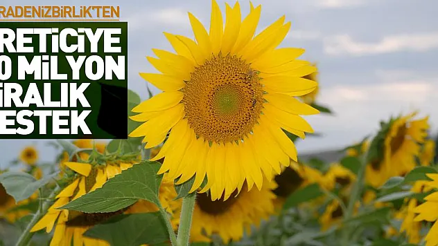 KARADENİZBİRLİK'ten üreticiye 80 milyon liralık destek