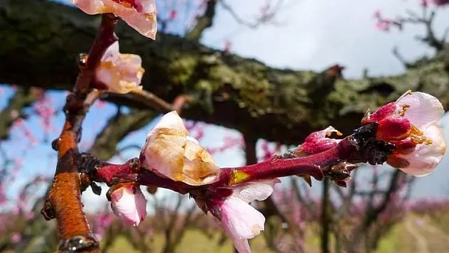 Sert çekirdekli meyve ağaçlarında 'çiçek monilyası' ilaçlama zamanı