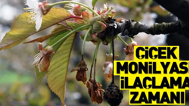 Sert çekirdekli meyve ağaçlarında 'çiçek monilyası' ilaçlama zamanı