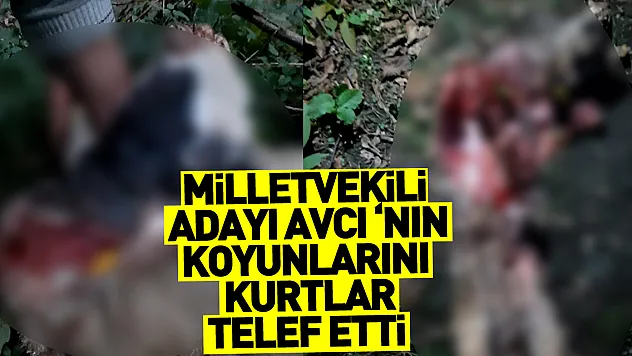 Milletvekili Adayı AVCI 'nın koyunlarını kurtlar telef etti.