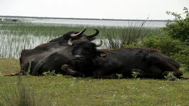 Samsun'da manda yetiştiriciliği