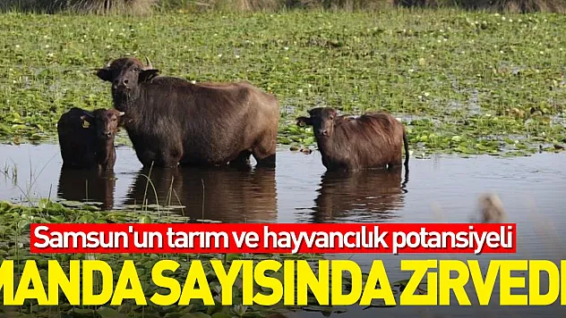 Samsun'un tarım ve hayvancılık potansiyeli