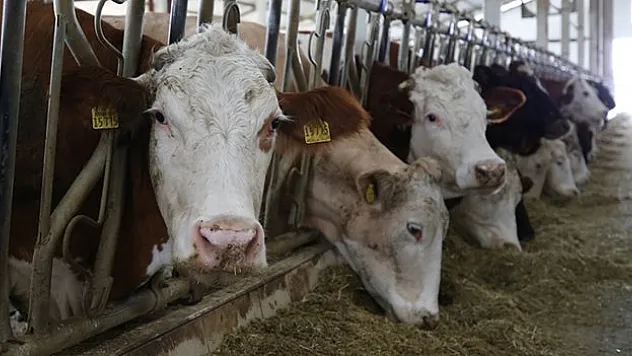 Sözleşmeli besicilik aile işletmelerinin gelişimine katkı sağlayacak