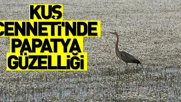 Kuş Cenneti'nde papatya güzelliği