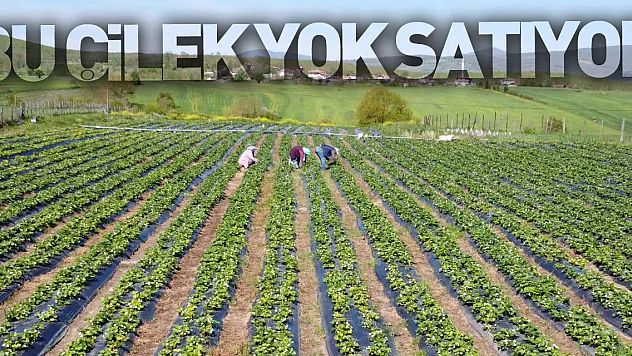 Bu çilek yok satıyor