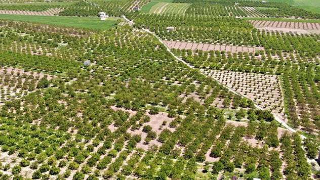 Baskil'de kayısı ağaçları boş kaldı, rekolte yüzde 80 düştü