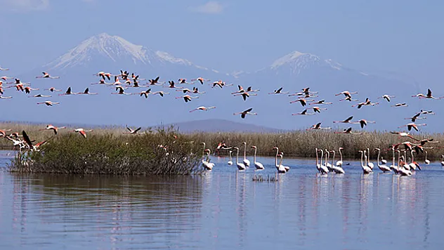 Akgöl sazlıkları flamingolarla hareketlendi