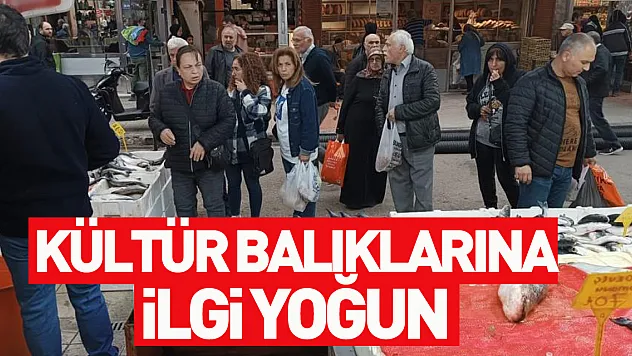 Kültür balıklarına ilgi yoğun .