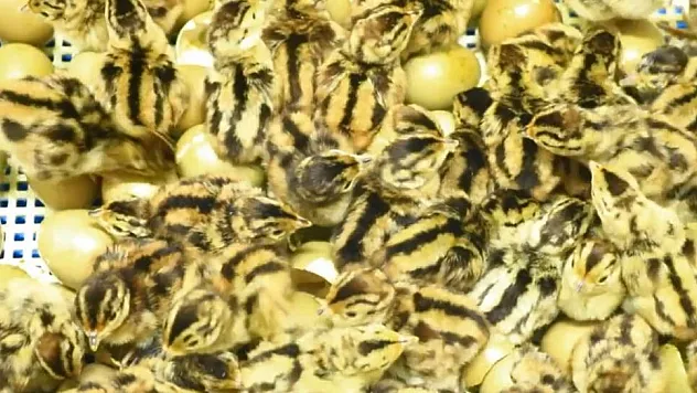 Yılın ilk sülünleri kabuğunu kırdı