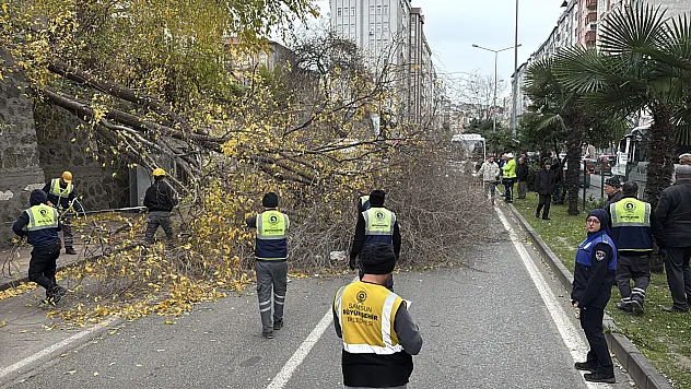 Devrilen Ağaç Caddeyi Kapattı