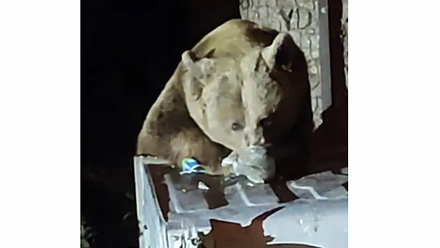 Aç kalan ayı çöplere dadandı