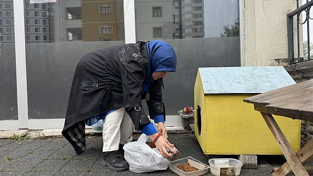 Aç kalan tilki kurs kapısına geldi
