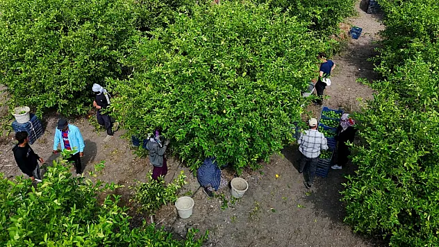 Adana'da limon hasadı başladı