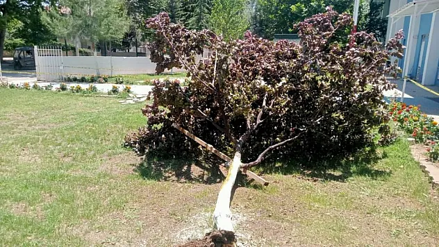 Adıyaman'da fırtına ağacı kökünden söktü