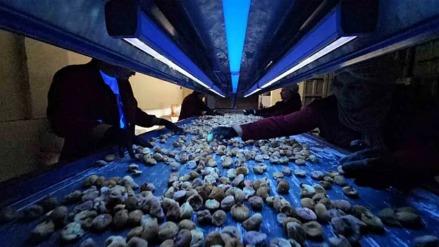 Aflatoksinli incire geçit yok