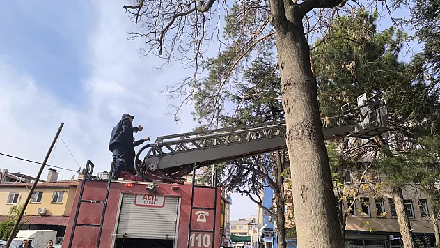 Afyonkarahisar'da ağaçta mahsur kalan kedi su fışkırtılarak kurtarıldı