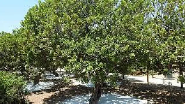 Ağaçların kullanım alanları