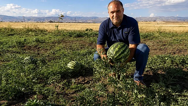 Ağrı'da kavun ve karpuz hasadı başladı