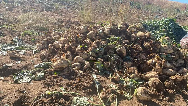 Ağrı'da şeker pancarı hasadı devam ediyor