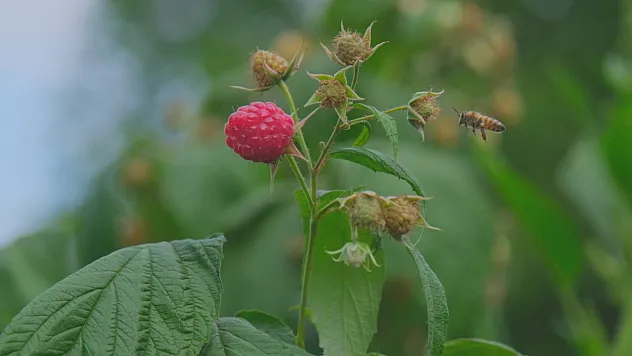 Ahudududa alarm zilleri çalıyor