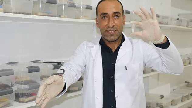 Akrep sevdası, girişime dönüştü