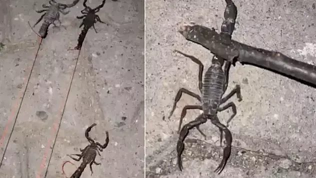 Akrepler köyü istila etti!