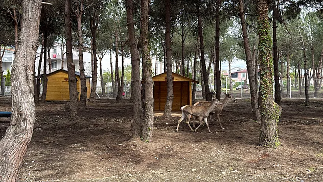 Alaçam'da 'Geyik Baba' efsanesi gerçeğe dönüştü