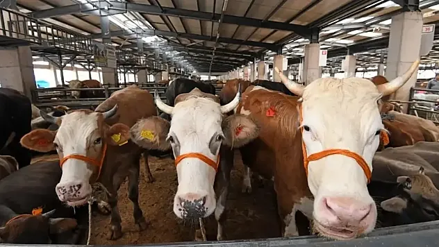 Alaçam'da kurban kesim alanları denetlendi