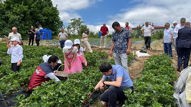 Alaçam'ın yayla çileği sofraları süslüyor