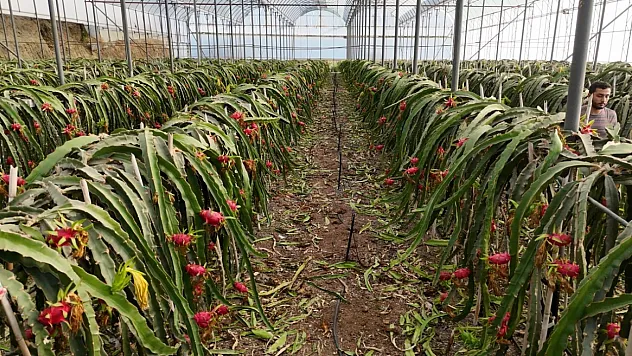 Alanya'da ejder meyvesi hasadı başladı