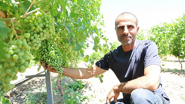 Almanya'dan memleketine döndü, 300 dönümde üzüm üretimine başladı