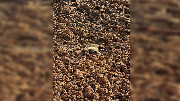 Amasya'da mahsur kalan yavru köpeğe itfaiye eli uzandı