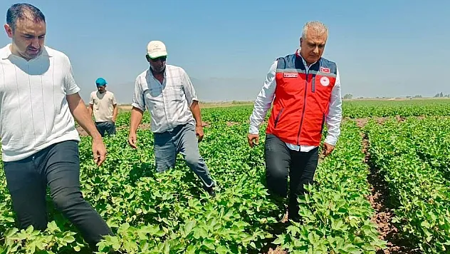 Amik Ovası'nda pamuk tarlaları incelendi