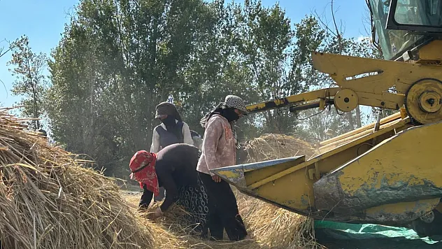 Ankara'da 40 yıl sonra çeltik bereketi