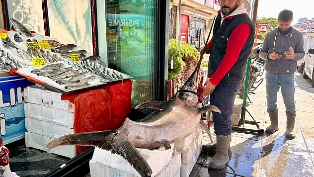 Ankara'da dev kılıç balığı görenleri şaşırttı