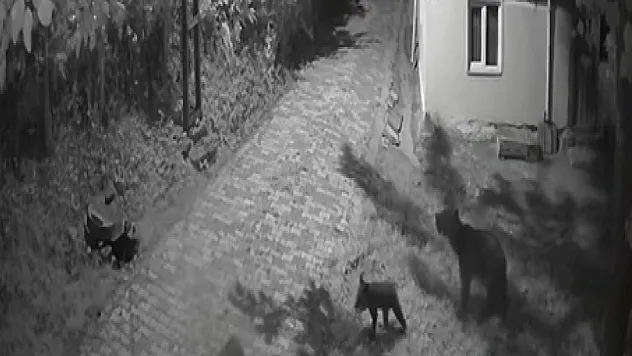 Anne ayı ve yavrularının dut yeme anları