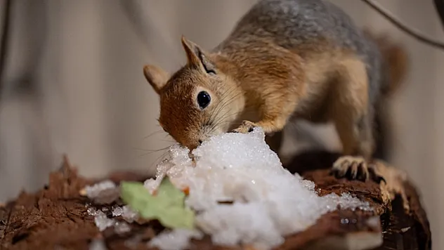 Anne şefkatiyle hayata tutunan sincap