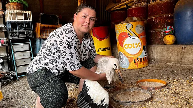Anne şevkatiyle yaralı leyleğe sahip çıktı