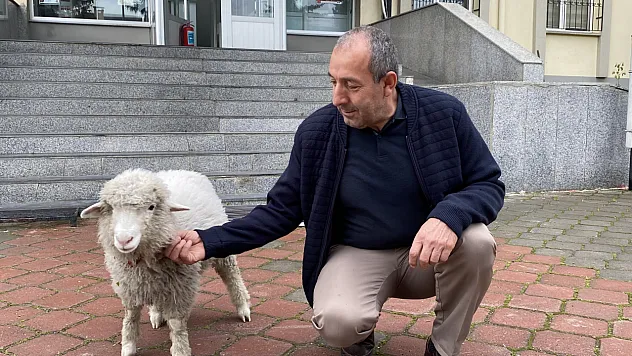 Annesinin Terk Ettiği Kuzu, Adliyenin Maskotu Oldu
