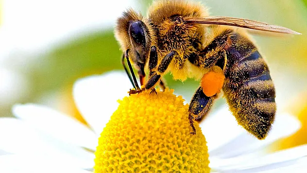Arı ölümlerinin başlıca nedeni: Varroa tehdidi