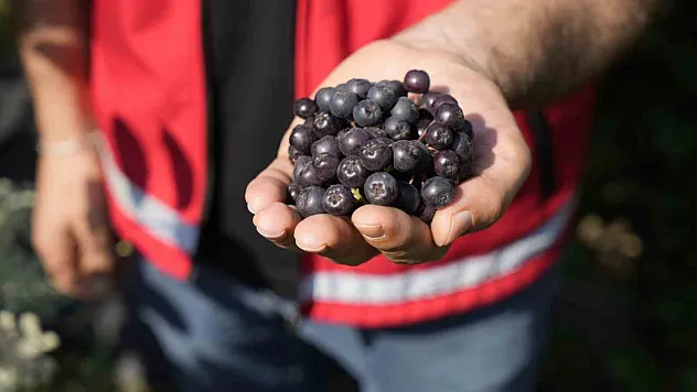Aronya yüksek verime ulaştı