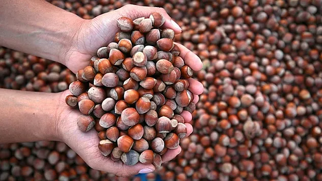 Artvin'de Fındık Fiyatları 200 TL Barajını Aştı! 23 Mart Güncel Rakamlar