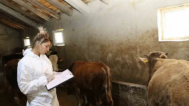 Aşılama çalışmaları sürüyor