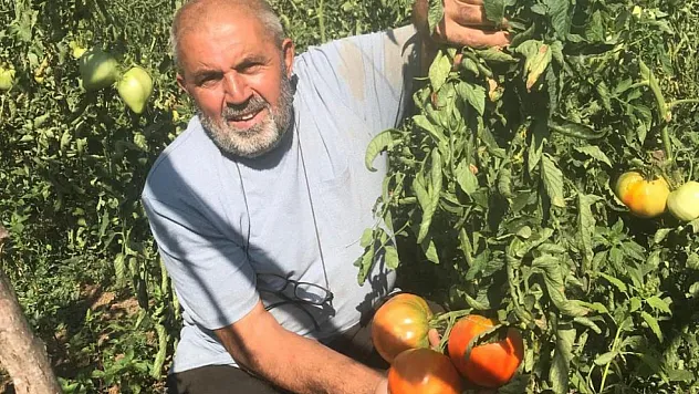 Ata tohumlarından domates üretiyor