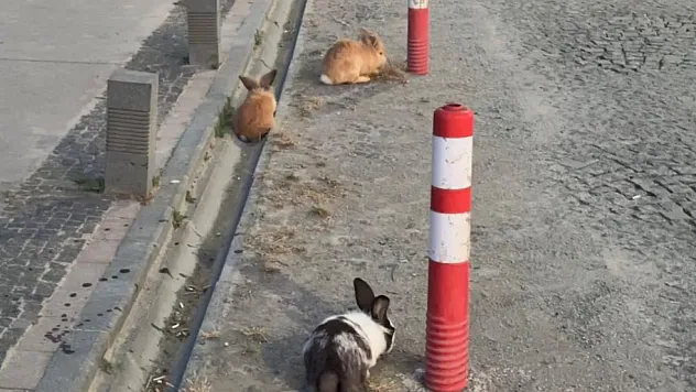 Atakum sahili'nde tavşan sürprizi