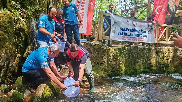 Ayazma Deresi'ne 50 bin kırmızı benekli alabalık yavrusu bırakıldı