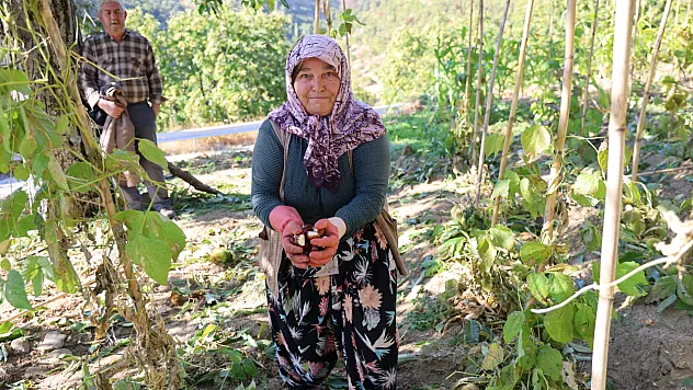 Aydın'da kestane hasadı başladı