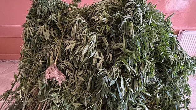 Aydın'da uyuşturucu  operasyonu